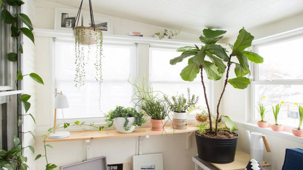 Ficus Lyrata: la planta de tendencia decorativa