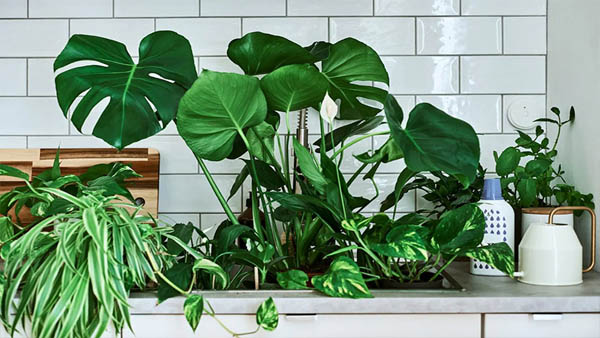 Las mejores plantas de interior para decorar el baño y convertirlo en un  vergel | Arquiproductos