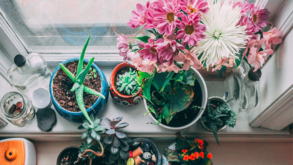Estas son las plantas de interior que puedes tener en casa aunque seas alérgico