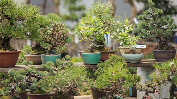 5 tips para cuidar tu bonsái y qué especie tener en interiores o exteriores