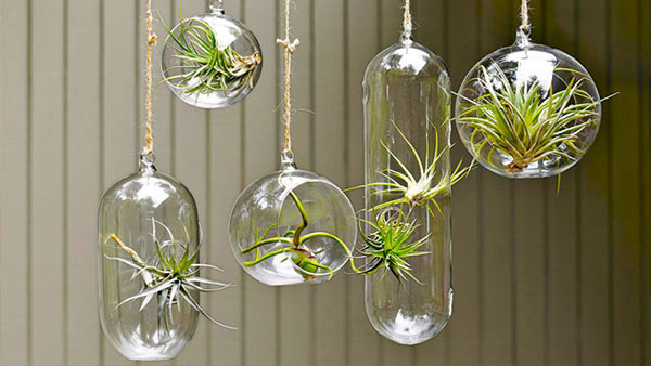 Plantas de aire, cómo tener este tipo de plantas decorando tu hogar
