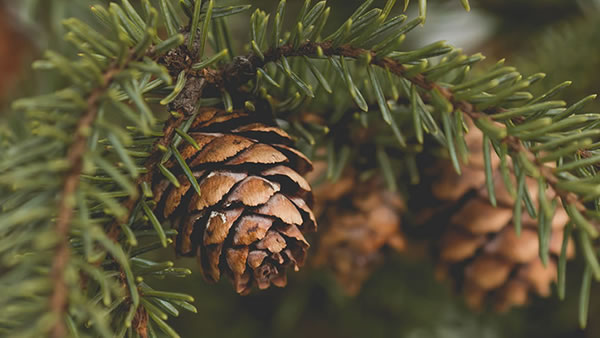 Cómo decorar tu árbol de Navidad con elementos naturales