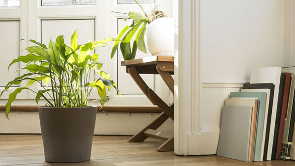 Las plantas que debes tener en casa, según el Feng Shui