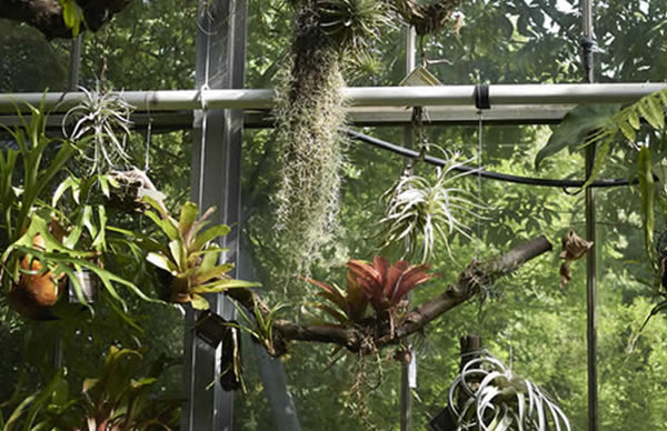 ¿Qué son las plantas de aire y cómo debes cuidarlas?