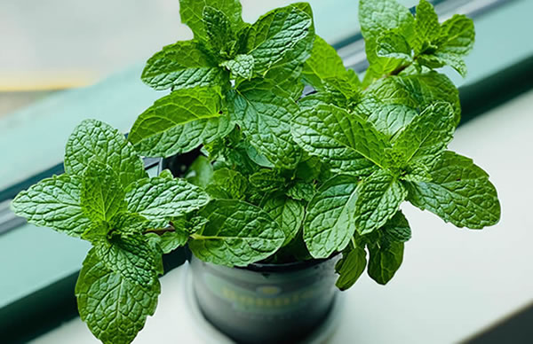 Por qué la menta puede convertirse en tu planta ideal