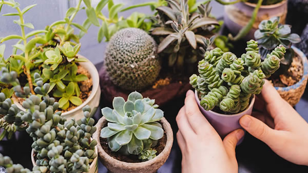 9 plantas para absorber la energía negativa en casa