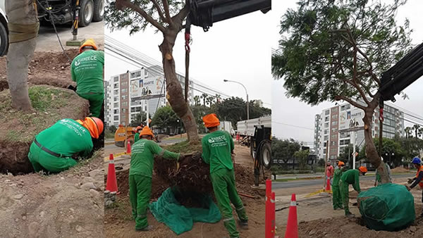 Reverdece: Trasplante de Árboles