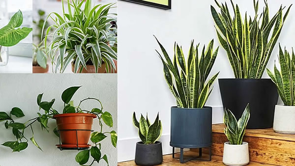 Reverdece: Plantas de fácil mantenimiento