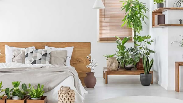 Plantas de interior resistentes y fáciles de mantener