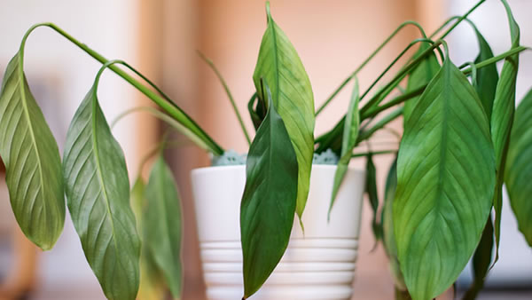 Tus plantas no están muertas, sólo están dormidas