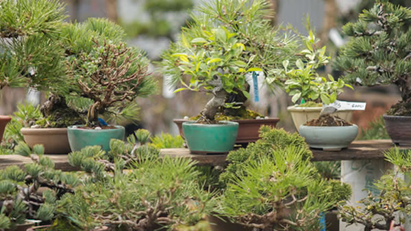5 tips para cuidar tu bonsái y qué especie tener en interiores o exteriores
