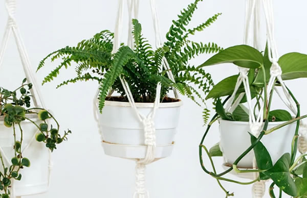 Plantas colgantes para interior que debes conocer | Arquiproductos