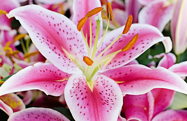 Así se cuidan las azucenas, las flores más sutiles