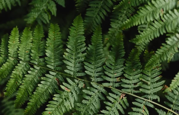 Helechos: todo lo que tienes que saber sobre la planta de la buena suerte