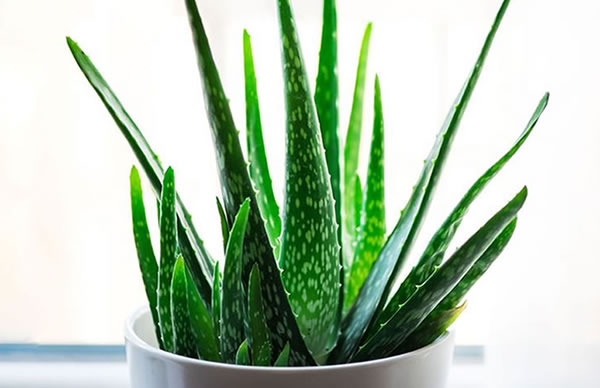 Plantas perfectas para tener en el dormitorio
