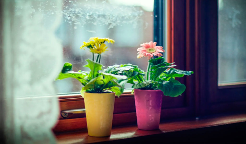 5 plantas para interiores que llenarán tu hogar de color
