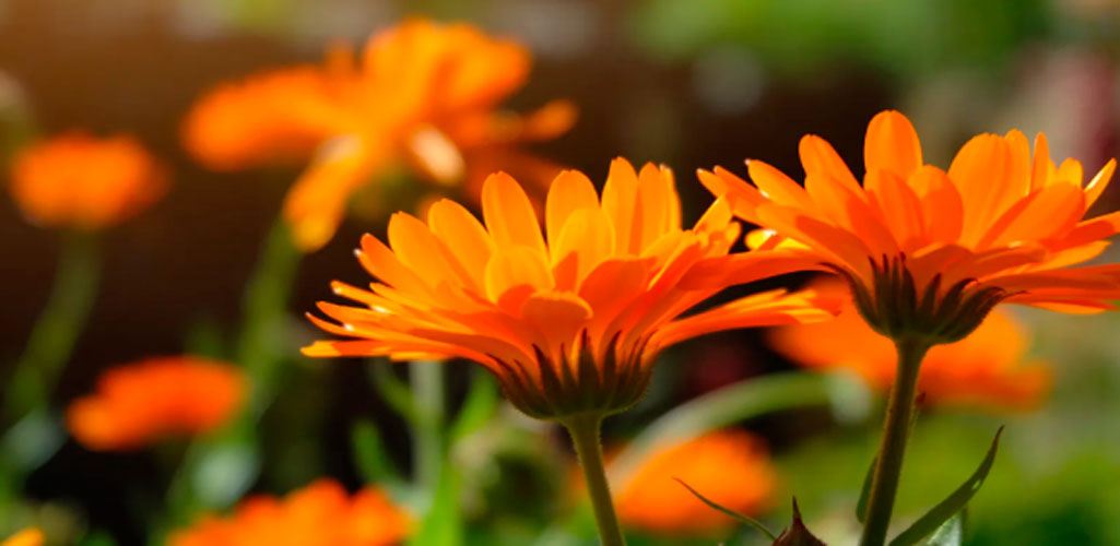 Plantas color naranja ideales para decorar tu casa