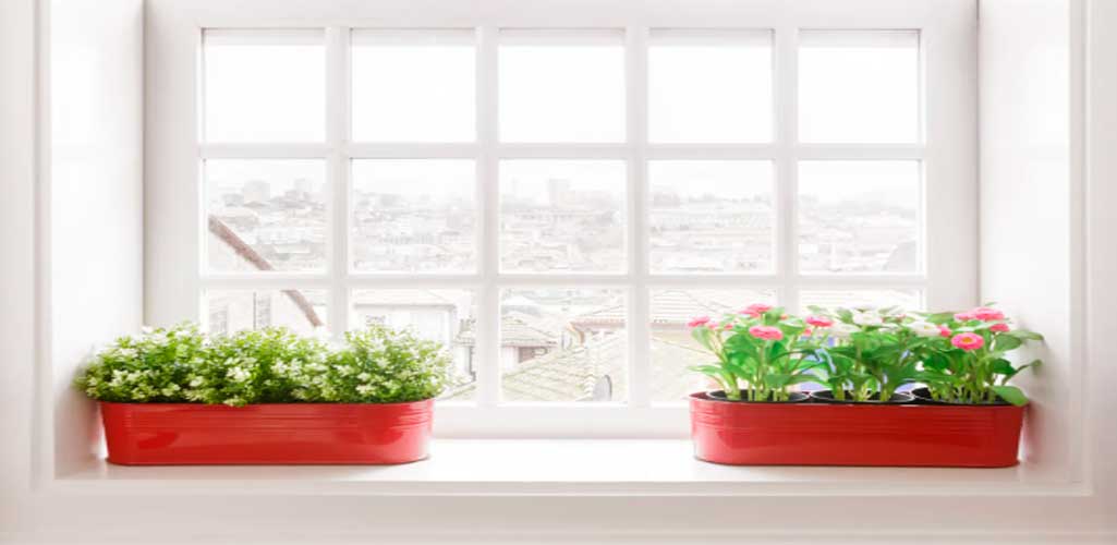 Cuidados básicos para tener plantas en casa