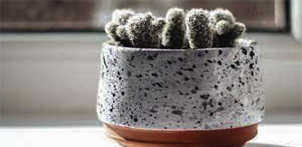 Aprende a cuidar plantas tiny para decorar tu casa