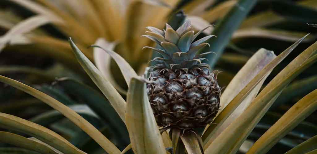 Siembra tu propia planta de piña en tu hogar con estos consejos