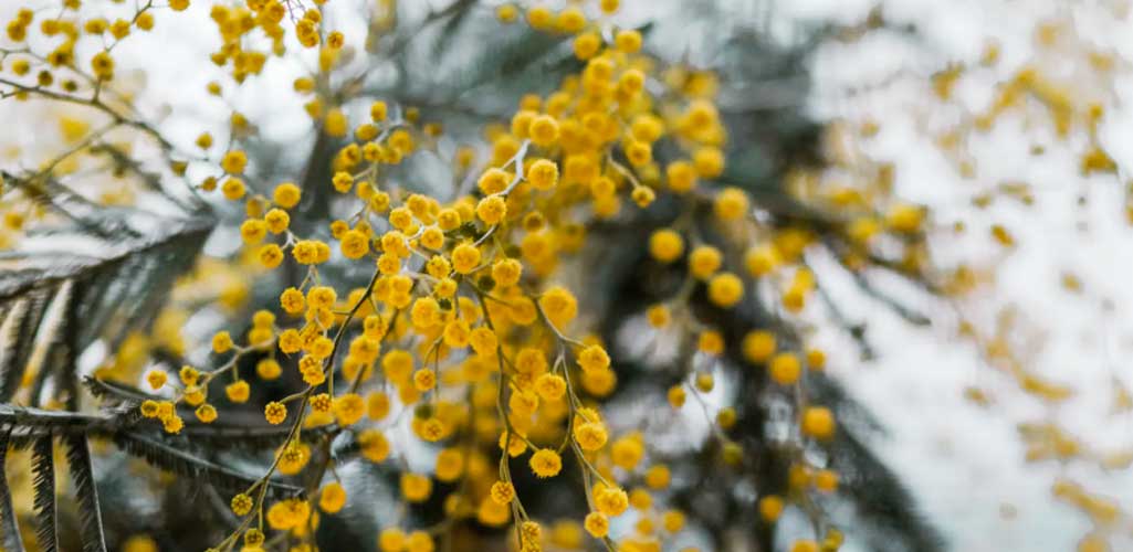 Las flores amarillas más populares para decorar tu casa