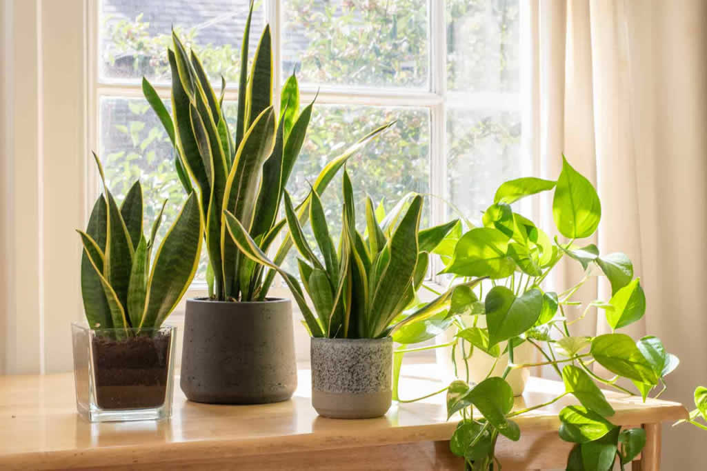 Ideas para incorporar plantas de interior