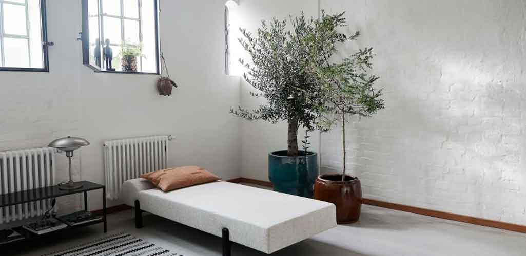 ¿Estás buscando árboles de interior para decorar y darle vida tu hogar?