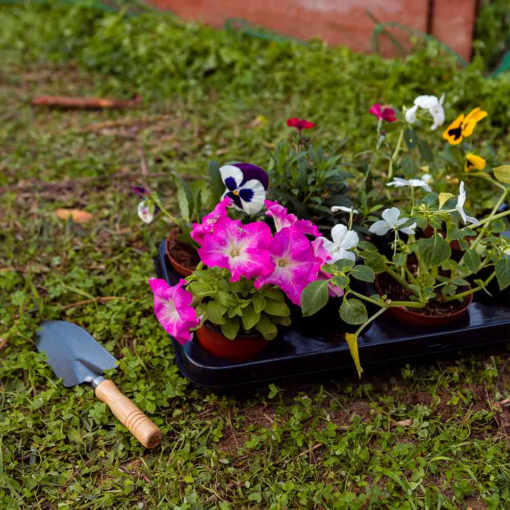 Plantas