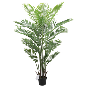 Areca Palm Tree - 160 cms