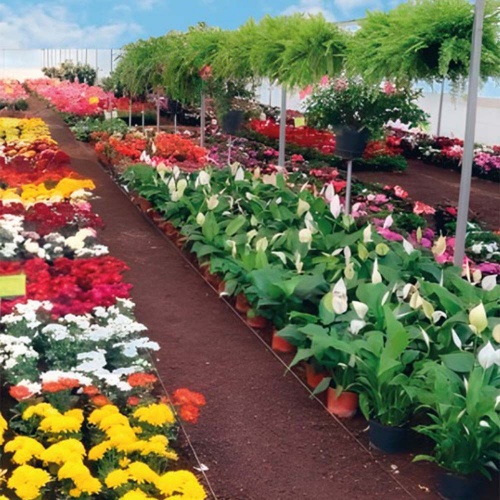 Producción y venta de plantas ornamentales