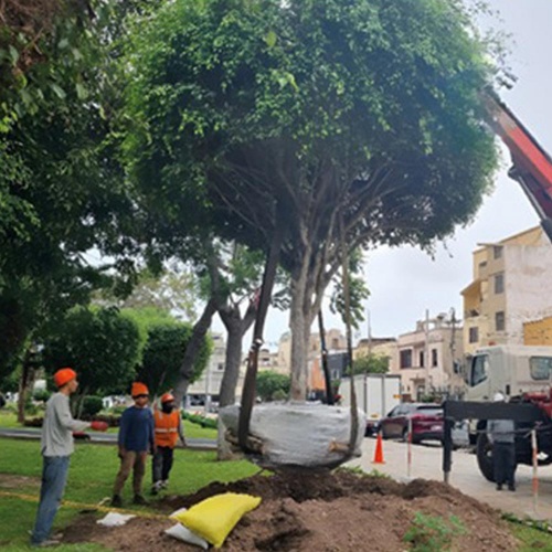 Suministro e instalación de árboles