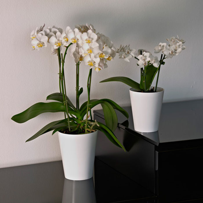 Colección Mitu – Clivo Orchidea